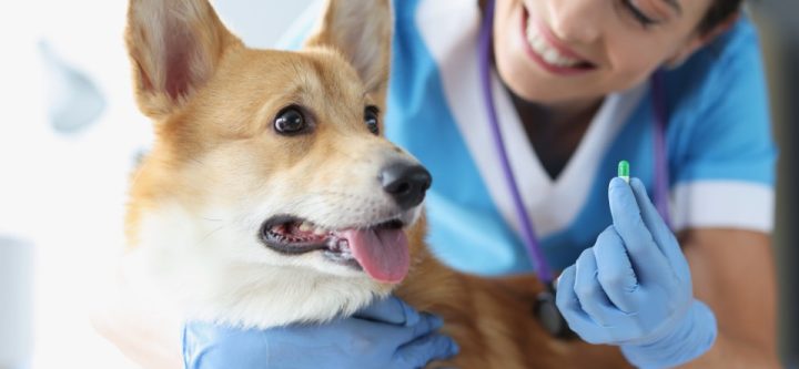 40051_doctor-veterinarian-holding-pill-dog-medicines-animals-concept (Custom)