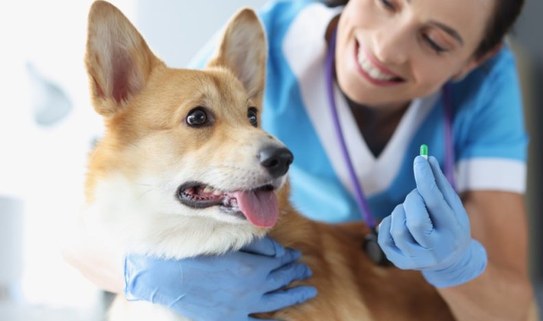 40051_doctor-veterinarian-holding-pill-dog-medicines-animals-concept (Custom)