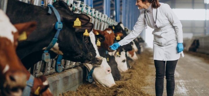 Veterinary in lab robe standing at cowshed