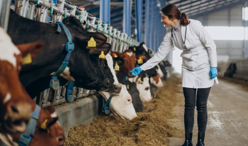 Veterinary in lab robe standing at cowshed
