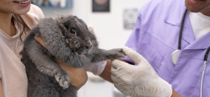 close-up-veterinarian-holding-rabbit-s-paw (Custom)
