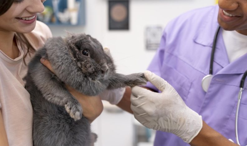 close-up-veterinarian-holding-rabbit-s-paw (Custom)